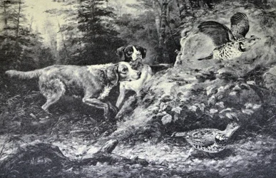 American Field Sports. Flushd (original oil painting by Arthur Fitzwilliam Tait, N.A., from which the print was made)